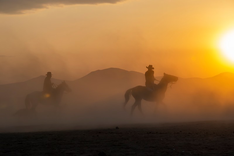 Wild horses run in foggy at sunset.